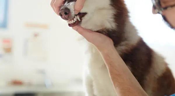 Weterynarz bada zęby husky. Widać białe dziąsła u psa i jego ostre zęby.