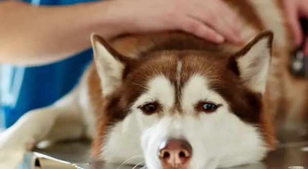 Husky leży na stole weterynaryjnym, weterynarz bada go pod kątem wnętrostwa u psa.