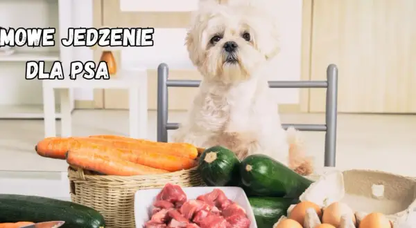 Uroczy piesek czeka na domowe jedzenie dla psa przepisy. Na stole marchewki, cukinia, mięso i jajka.