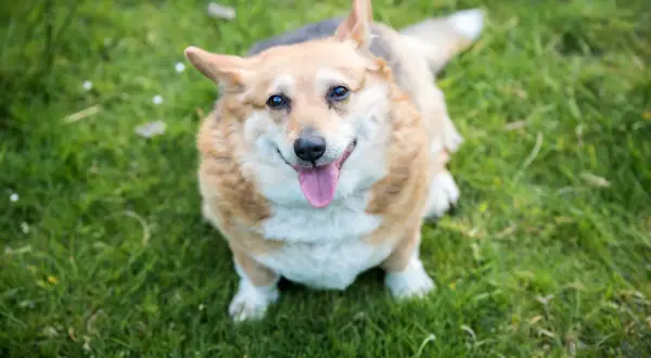 Uśmiechnięty corgi na trawie. Zastanawiasz się, jak odchudzić psa? Zacznij od zdrowej diety i spacerów!