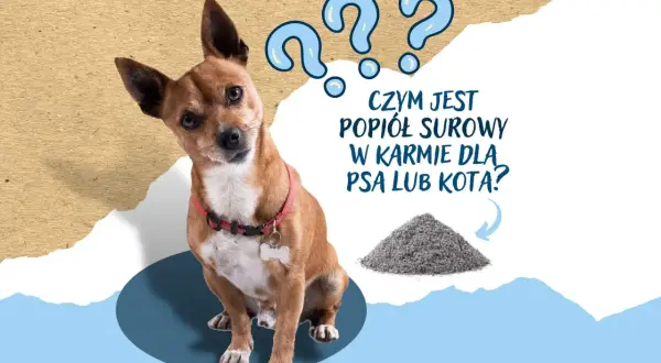 Zdezorientowany piesek patrzy na górkę popiołu surowego. Czy to składnik karmy dla zwierząt?
