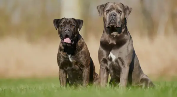 Dwa potężne psy rasy Cane Corso siedzą na trawie. Jeden jest pręgowany, drugi szary.