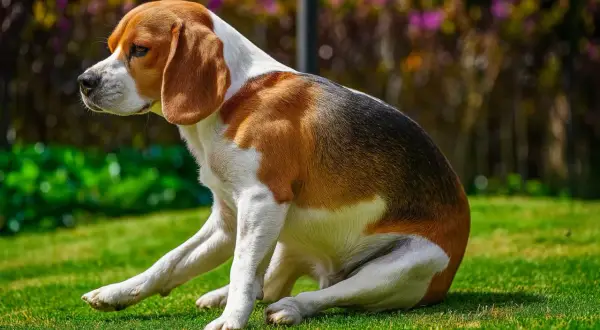 Beagle siedzi na trawie, zastanawiając się, dlaczego pies saneczkuje. Może coś go swędzi?