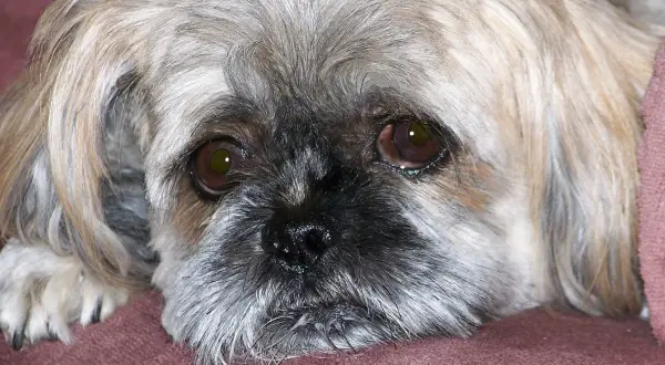 Smutny piesek Shih Tzu leży na kanapie. Czy pies może jeść olej rzepakowy? Zapytaj weterynarza.