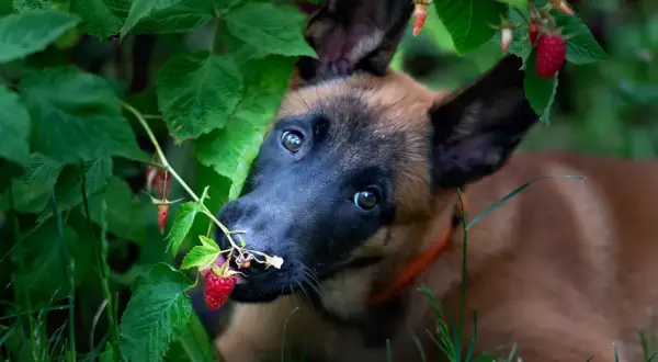 Szczeniak belgijskiego owczarka malinois próbuje maliny prosto z krzaka. Czy pies może maliny? Ten maluch wydaje się być na tak!