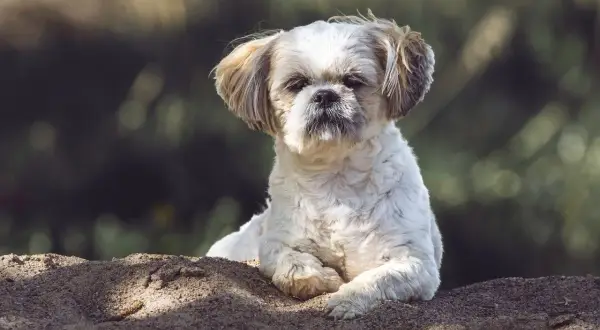Uroczy shih tzu leży na piasku. Tabela żywienia shih tzu pomoże Ci zadbać o jego zdrowie.