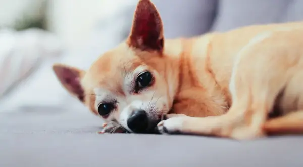 Mały piesek chihuahua leży smutny, pies się trzęsie i ma podkulony ogon.