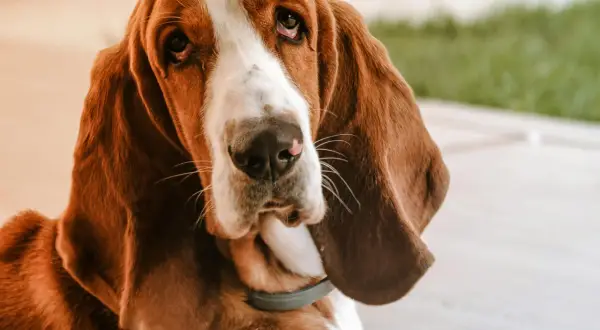 Smutny basset hound z długimi uszami patrzy w obiektyw.