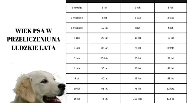 Tabela przelicza wiek psa na ludzkie lata. 15 lat psich to ile ludzkich? Dla dużego psa to aż 118 lat!