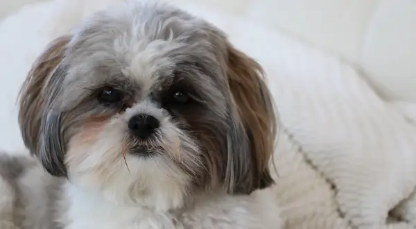 Uroczy shih tzu z puszystą sierścią, idealny do przytulania. Jego waga jest odpowiednia dla tej rasy.