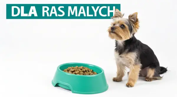 Mały yorkshire terrier siedzi obok miski suchej karmy. Czy szczeniak może jeść tylko suchą karmę? Napis "DLA RAS MAŁYCH".