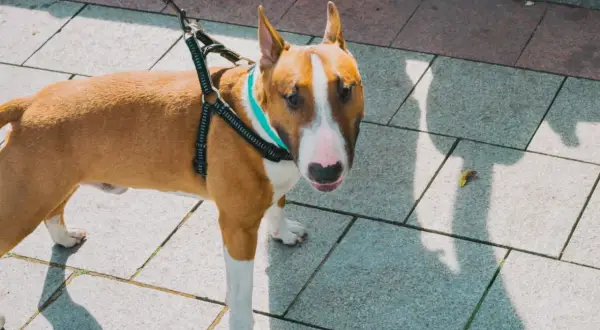 Uroczy amstaff bulterier na spacerze, z turkusową obrożą i czarną uprzężą, stoi na chodniku.