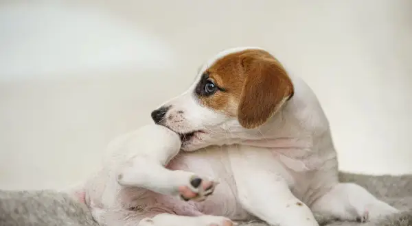 Szczeniak Jack Russell Terrier gryzie łapkę, szukając ulgi. Warto poznać domowe sposoby na pchły u szczeniaka, by szybko pomóc pupilowi.