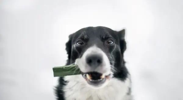 Border collie z zielonym przysmakiem w pysku, który wygląda jak kleik z siemienia lnianego dla psa.