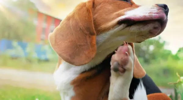 Piesek beagle drapie się łapką, być może przez pchłę. Słońce świeci, a w tle widać budynek.