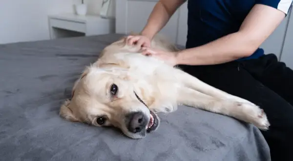 Złoty retriever leży na plecach na łóżku, a jego właściciel delikatnie głaszcze go po brzuchu. Pies wygląda na zrelaksowanego, z lekko otwartym pyskiem.