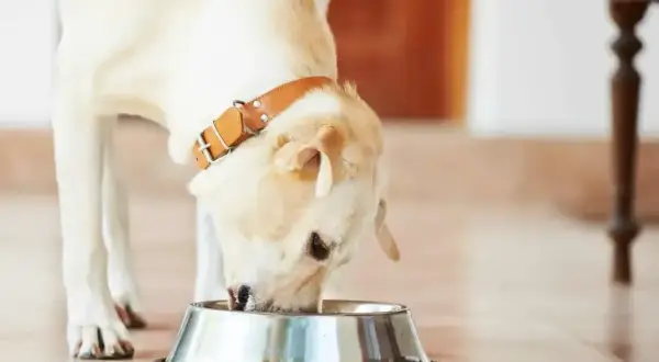 Labrador z brązową obrożą je z miski. Zastanawiasz się, jak długo gotować wieprzowinę dla psa?