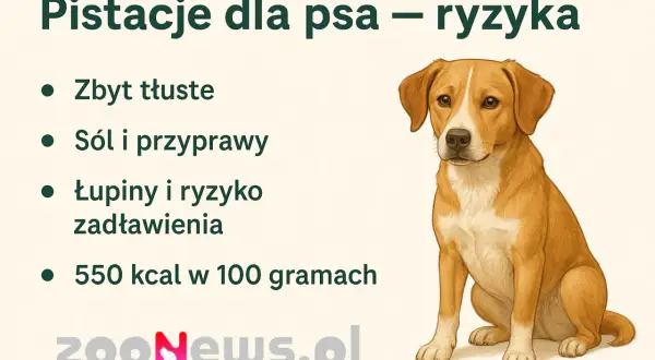 Czy pies może pistacje? Nie, bo są zbyt tłuste, solone, przyprawione i stanowią ryzyko zadławienia.