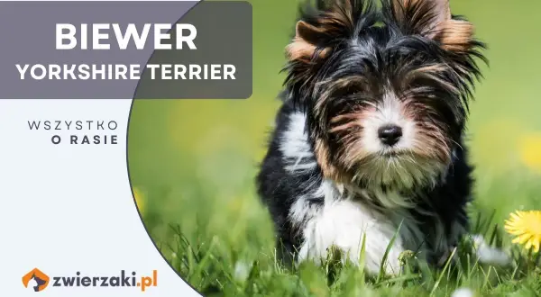 Uroczy szczeniak rasy Biewer Yorkshire Terrier siedzi na trawie.