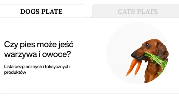 Jamnik z marchewką w pysku. Czy pies może jeść owoce? Dowiedz się, co jest bezpieczne dla Twojego pupila.