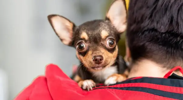 Mały piesek chihuahua, który się trzęsie, wtula się w czerwoną bluzę swojego opiekuna, patrząc z zaciekawieniem.