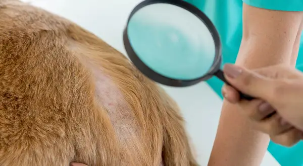 Weterynarz bada lupą sierść psa, szukając objawów grzybicy skóry.