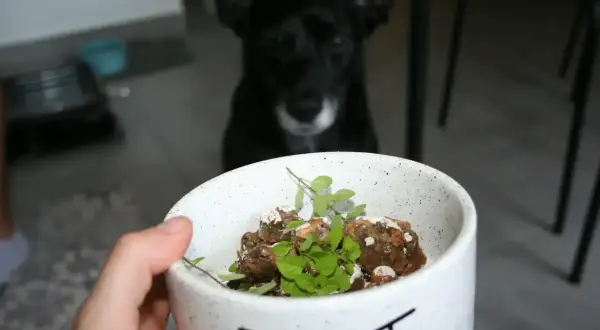 Smaczna, gotowana wątróbka dla psa w misce z napisem "EAT". Piesek z niecierpliwością czeka na swój posiłek.