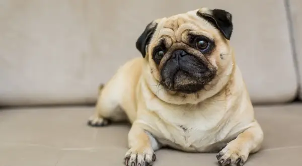 Uroczy mopsik leży na kanapie, jego oczy patrzą wprost na Ciebie. Czyżby czuć było metaliczny zapach z odbytu psa?