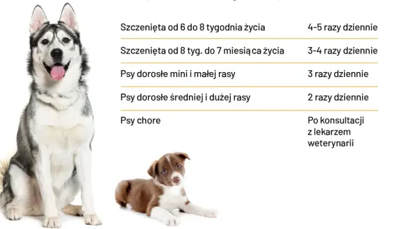 Tabela z wytycznymi dotyczącymi karmienia psa: szczenięta i psy dorosłe różnych ras jedzą różną liczbę razy dziennie.