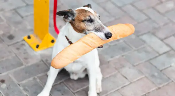 Piesek z bagietką w pysku. Czy pies może jeść chleb? Ten psiak chyba tak, bo wygląda na zadowolonego.