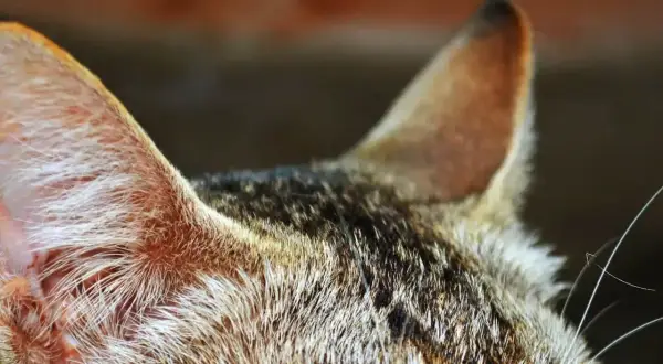 Zbliżenie na ucho kota, widoczne futro i delikatne włoski. Może to być objaw zapalenia ucha u kota, wymagającego uwagi weterynarza.