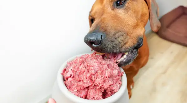 Brązowy pies je surowe mięso z miski. Czy pies może jeść surowe mięso? Tak, jeśli jest odpowiednio przygotowane.