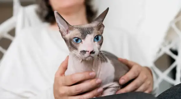 Kot rasy devon rex z niebieskimi oczami, trzymany przez osobę. Ile żyje devon rex? Średnio 12-15 lat.