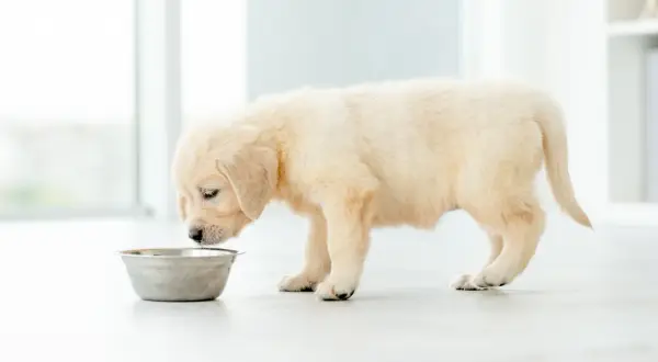 Uroczy szczeniak golden retrievera pochyla się nad miską, ale pies nie chce jeść.