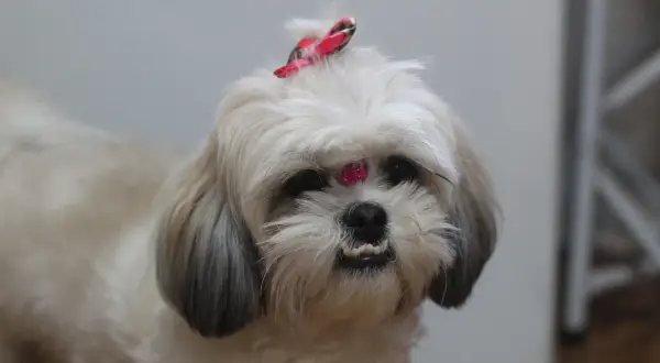 Uroczy shih tzu z kokardką na głowie i błyszczącym zdobieniem na czole. Długowieczność tej rasy, czyli ile żyje shih tzu, zależy od wielu czynników.