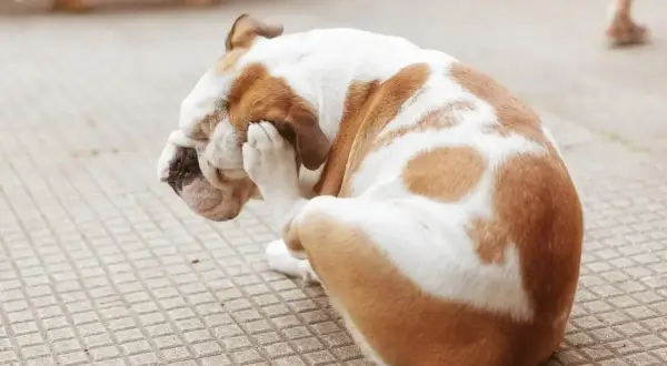 Buldog angielski z białobrązową sierścią siedzi na chodniku, drapiąc się łapą po głowie. Widać, że męczą go pchły u psa.