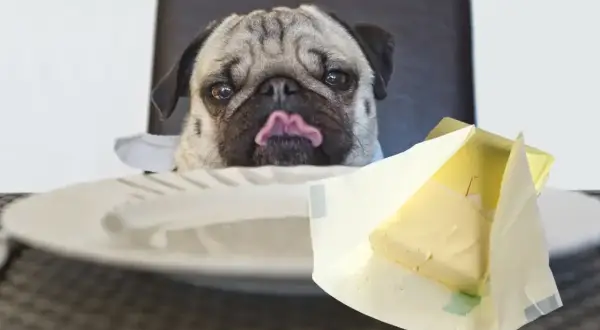 Mops z wyciągniętym językiem wpatruje się w masło. Czy pies może jeść masło? To pytanie zadaje sobie wielu właścicieli czworonogów.