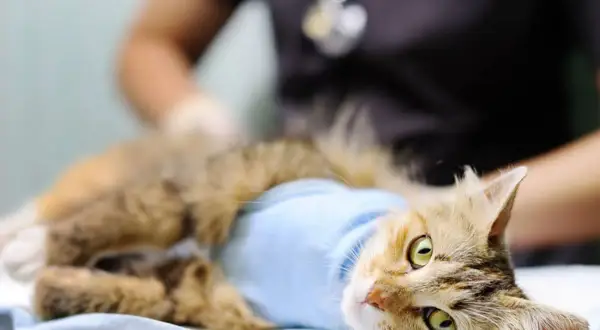 Kotka po sterylizacji z niepokojącymi objawami, w niebieskim opatrunku, leży na stole weterynaryjnym.