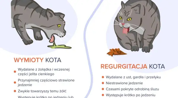Ilustracja pokazuje dwa koty. Po lewej kot wymiotuje jedzeniem, po prawej kot regurgituje.
