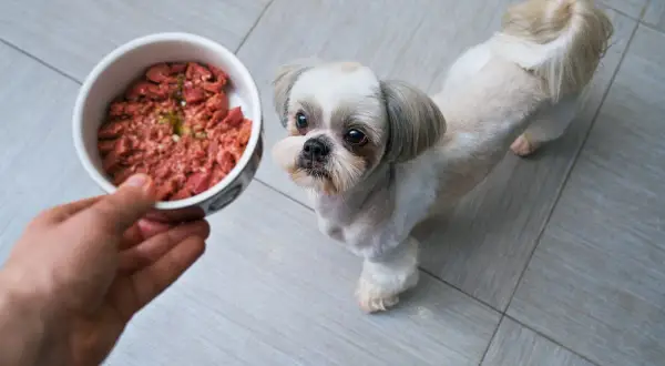 Mały piesek Shih Tzu z niecierpliwością czeka na miskę z gotowanym mięsem dla psa.