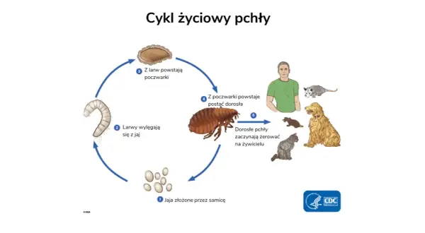 Cykl życiowy pchły: jaja, larwy, poczwarki, dorosłe pchły żerujące na ludziach i zwierzętach domowych, powodujące pchły w domu.