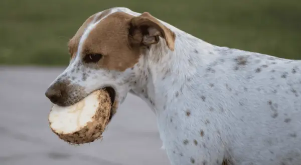 Pies z plamkami w pysku trzyma kawałek selera. Czy pies może seler? Ten psiak chyba lubi!