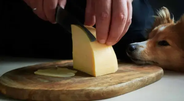 Pies patrzy z nadzieją, gdy kroisz ser żółty. Czy pies może jeść ser żółty?