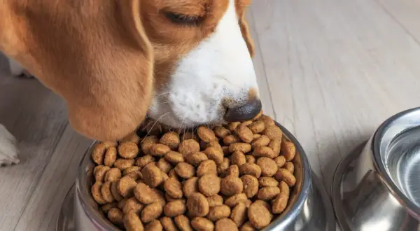 Pies rasy beagle je suchą karmę z metalowej miski.