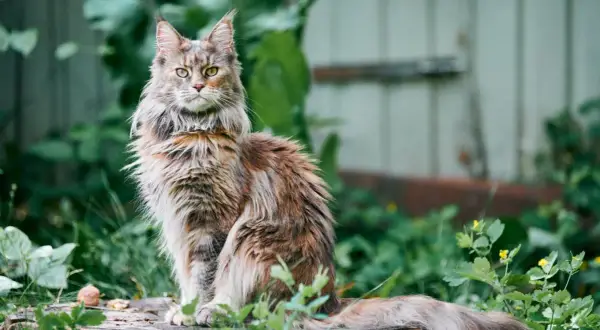 Majestatyczny kot rasy Maine Coon, znany z długowieczności, siedzi w otoczeniu zieleni.