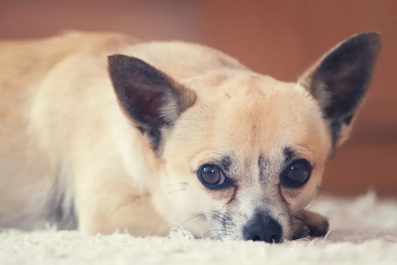 Uroczy chihuahua leży na miękkim dywanie. Zastanawiasz się, ile żyje chihuahua? Te małe psy często cieszą się długim życiem.