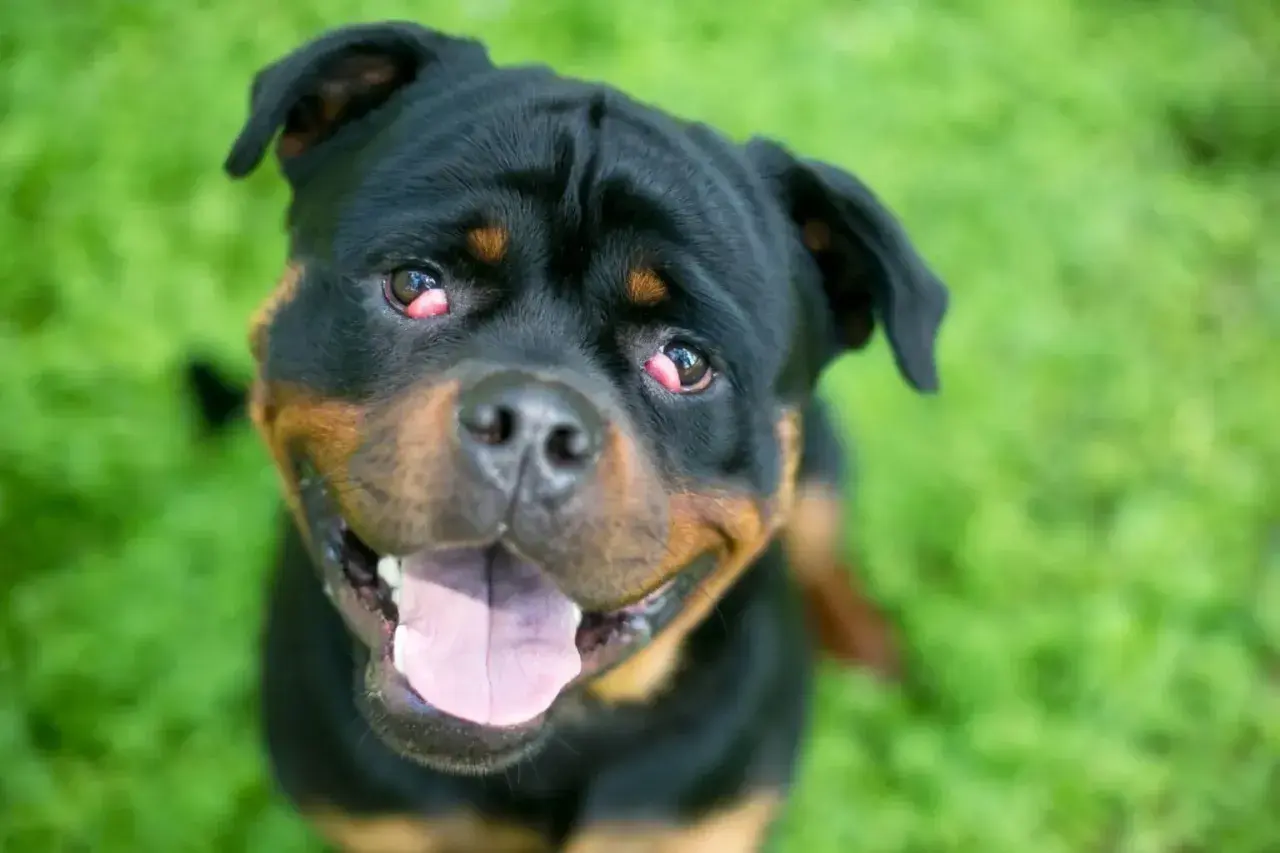 Rottweiler z zaczerwienionymi, spuchniętymi oczami patrzy w obiektyw z otwartym pyskiem.