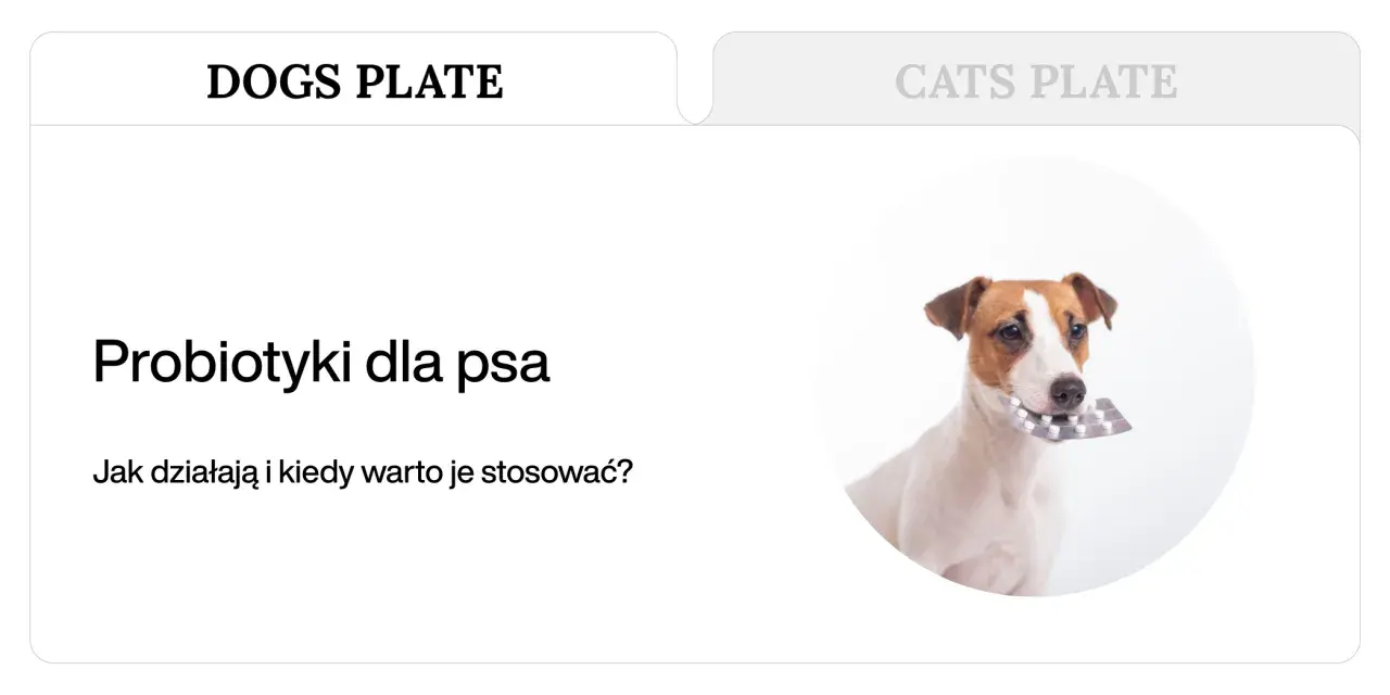 Jack Russell terrier z blistrem tabletek w pysku. Temat: probiotyki dla psa.
