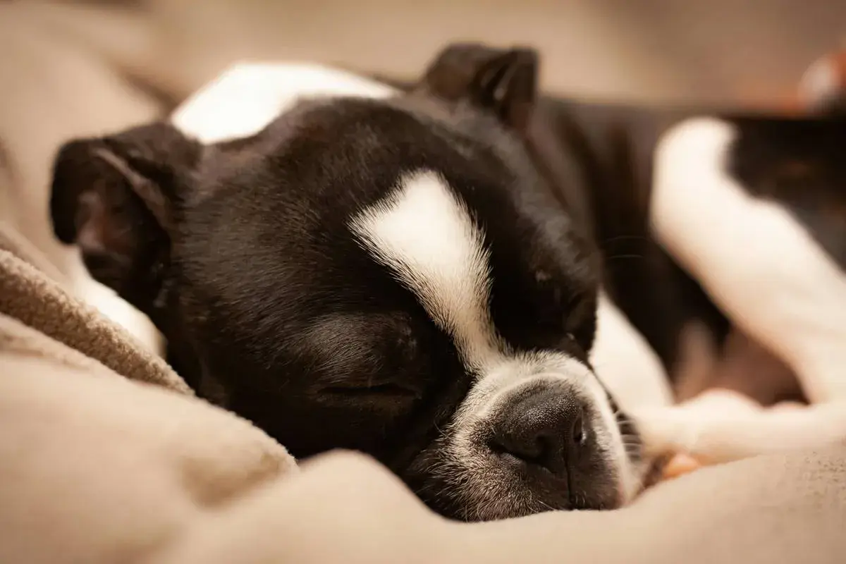 Śpiący piesek, który nie chce jeść. Czarno-biały Boston Terrier odpoczywa na miękkim kocu, marząc o smakołykach.