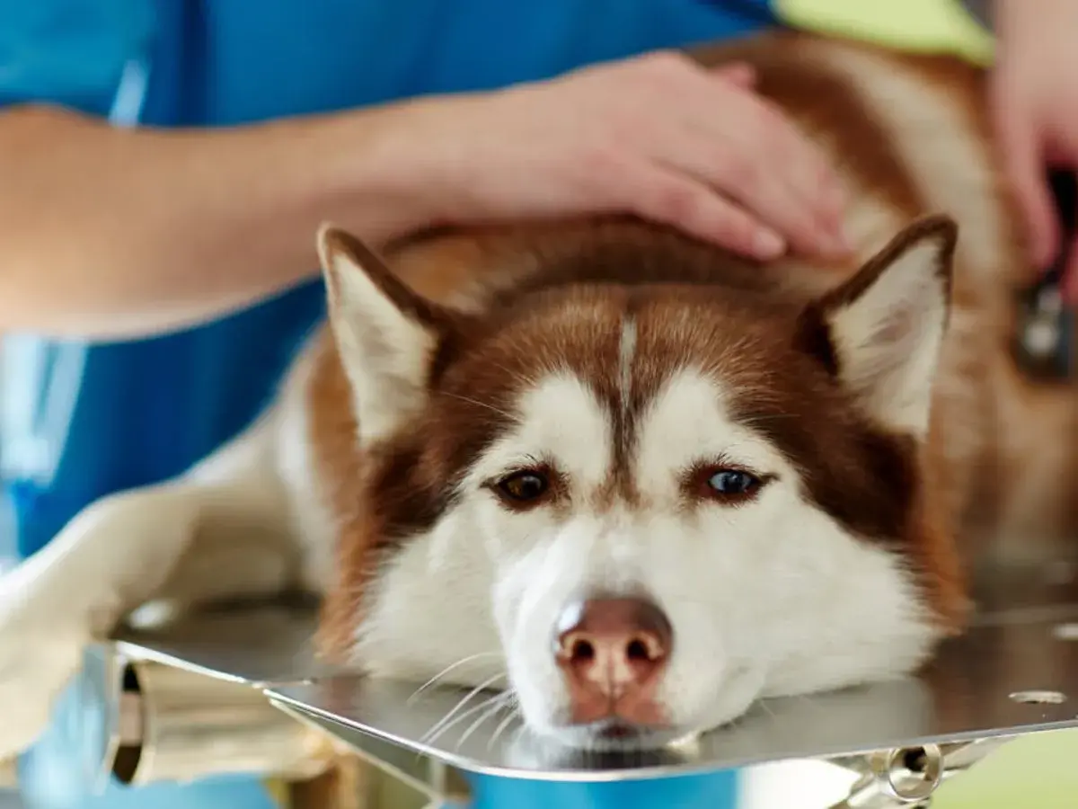 Husky leży na stole weterynaryjnym, weterynarz bada go pod kątem wnętrostwa u psa.